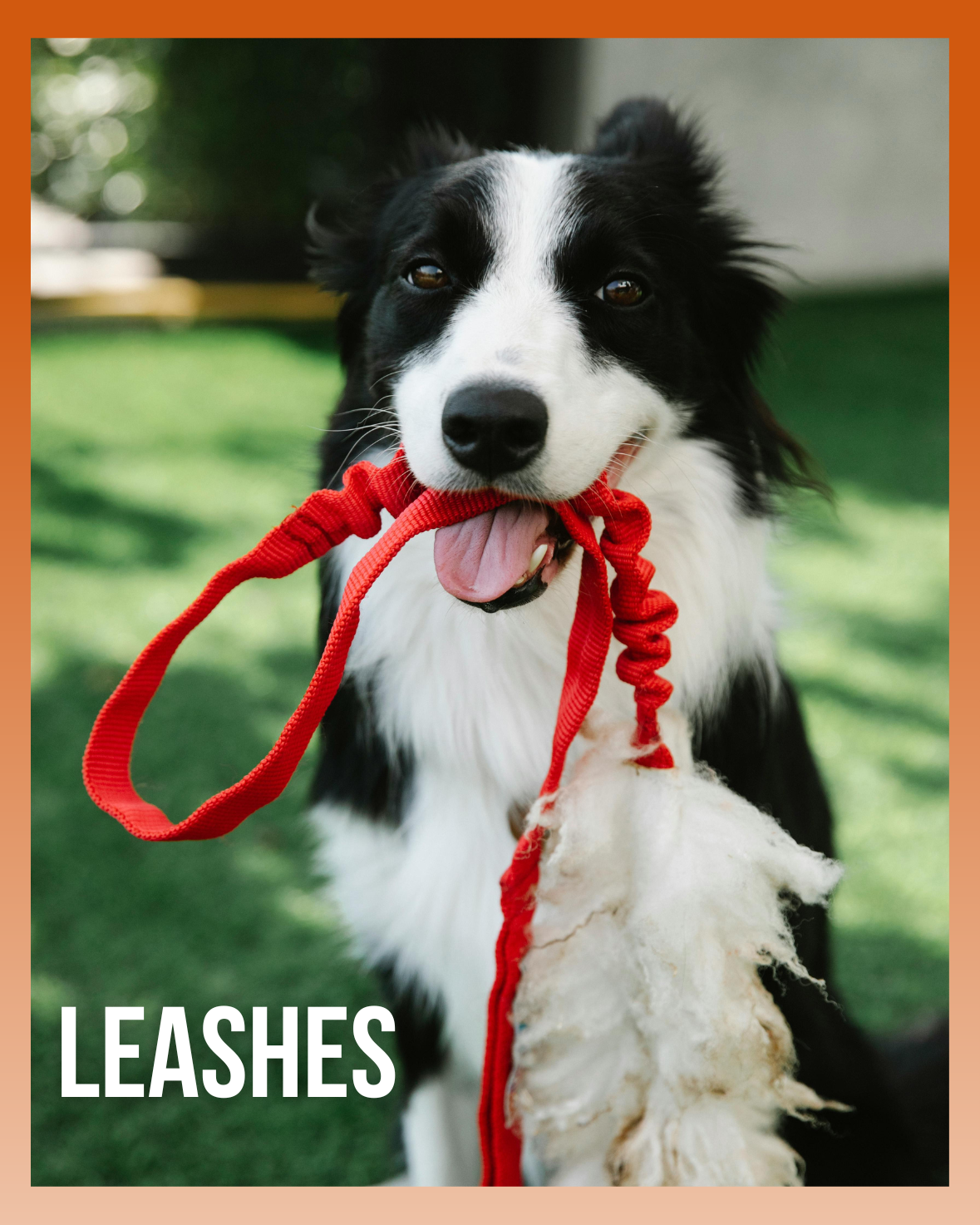 Leashes